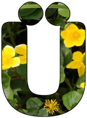 Deko-Buchstaben-Blumen_Ü.jpg